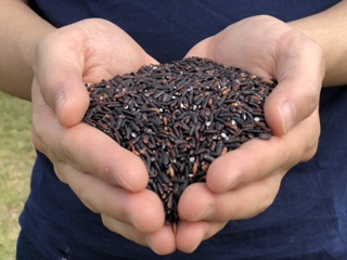 Black Purple Rice As Black Glutinous Rice And Black Brown Rice