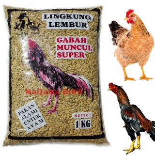 Gabah Bangkok Macul Super Natural Chicken Feed 1kg