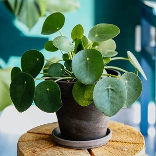 Rare 50pcs seed Pilea Peperomioides Chinese Money Plant Seeds Easy to Grow, Exotic Flower Seeds Hardy Perennial Garden