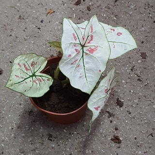 Caladium Cranberry Star (White?) Small with Flaws *Houseplant*
