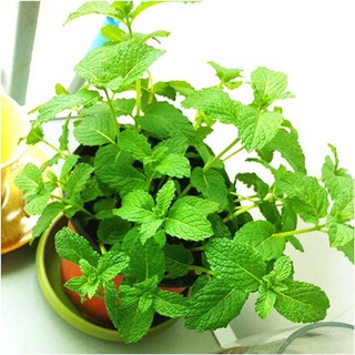 Fast delivery Professional Peppermint Seeds Organic Perennial Herb Seeds Cool And Fragrant Can Make Tea Diy Ga