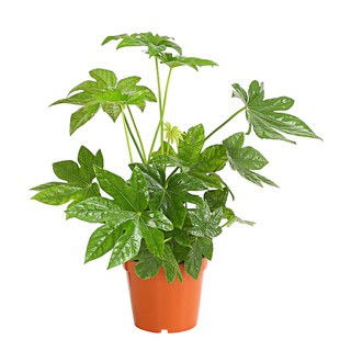 Fatsia japonica, Japanese aralia in pot of approx 21-25cm diamater - shade-tolerant and perfect for indoors!