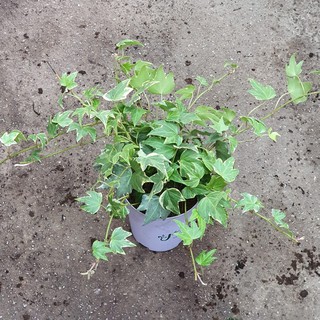 Hedera helix Variegata (English Ivy) in Soft Pot *Houseplant*