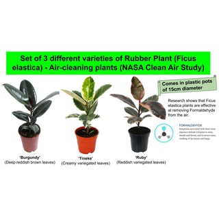 Set of 3 different varieties of Rubber Plant (Ficus elastica) - Air-cleaning plants (NASA Clean Air Study)