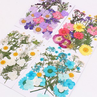 DIY Art Handmade Pressed Dried Flowers Collection Gift Nail/Phone Case Decor
