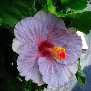 New Giant Hibiscus Seeds Hibiscus Rosa-sinensis Flower Seeds Flower Potted Garden Plants Home Decor