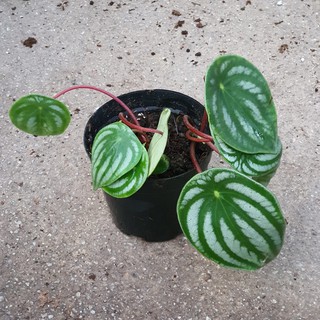 Peperomia argyreia (Watermelon Peperomia) Very Small See Product Photo *Houseplant* (1)