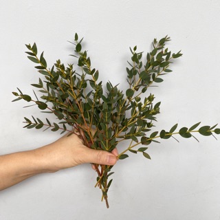 1 Stem Dried preserved eucalyptus parvioli parvioli, parvioli Leaves, italian ruscus