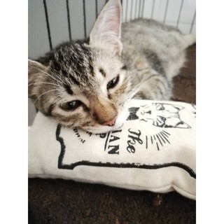 [Shop Malaysia] Strong Canadian Catnip Pillow [Cat nip]