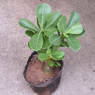 Adenium seedling Young Plant (Desert Rose) with Flaws *Houseplant*