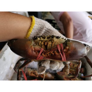 LIVE CRABS活螃蟹$33/kg(INDO),$35/kg(SRI LANKA)M size (300-499 gram per crab)